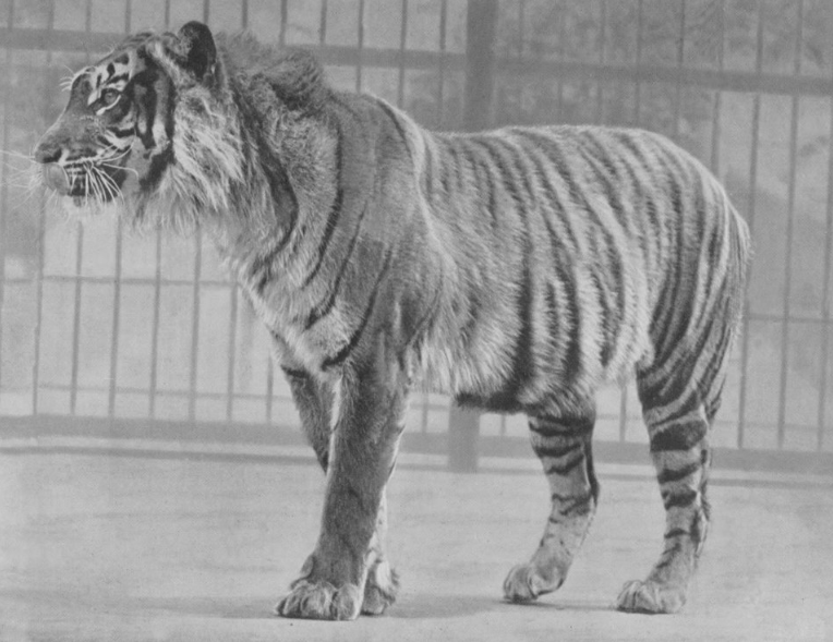 Jejak yang Menghilang: Mengapa Harimau Jawa Tak Lagi Ditemukan di Alam Liar?